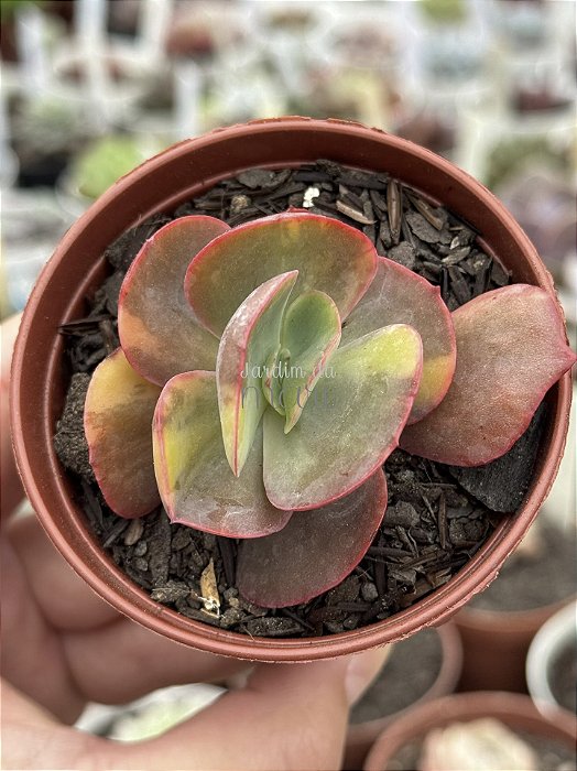 Echeveria meridian variegata (sem raiz)