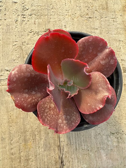 Echeveria mojave