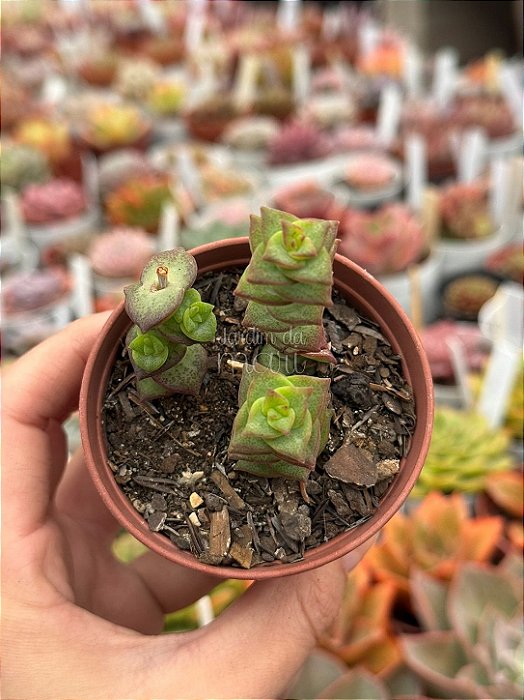 Crassula perforata
