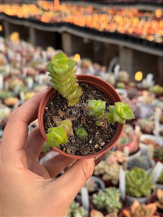 Crassula perforata