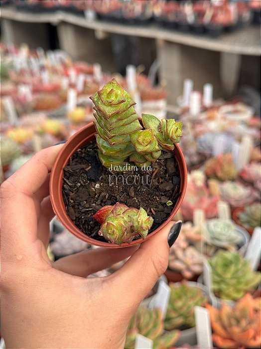Crassula perforata
