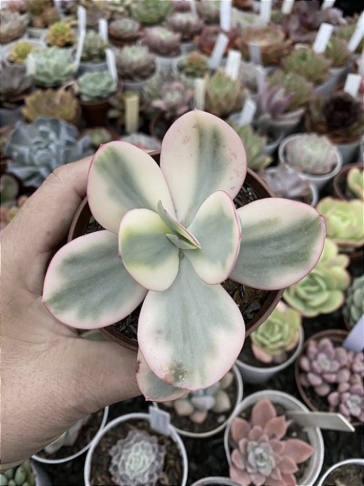 Echeveria Julia aurea variegata