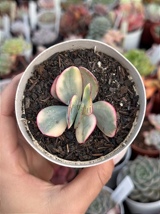 Echeveria Julia aurea variegata