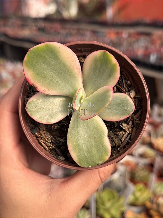 Echeveria Julia aurea variegata