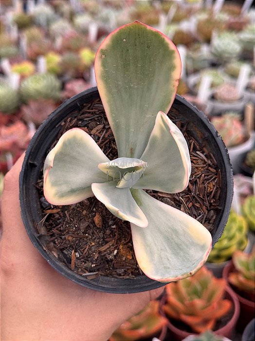 Echeveria Julia aurea variegata