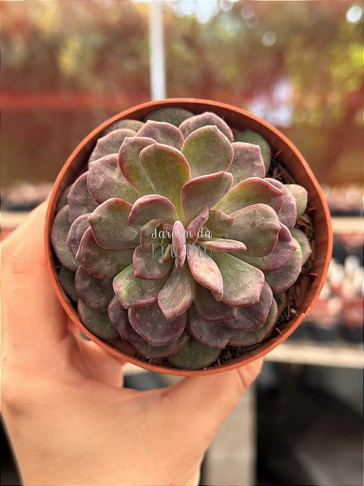 Echeveria dentra jam variegata