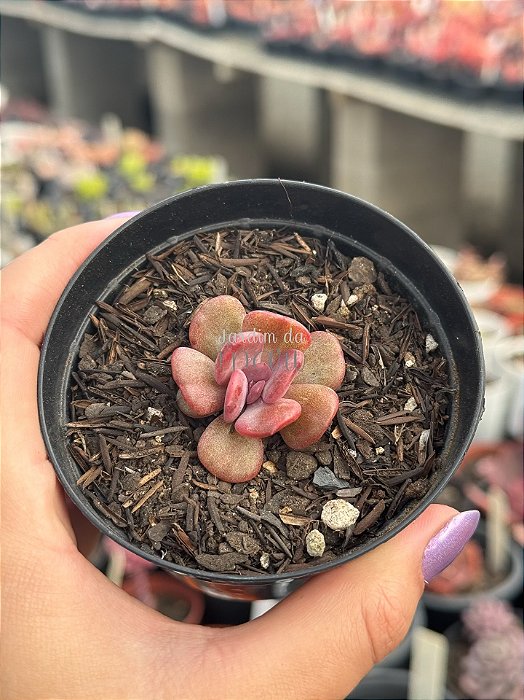 Echeveria dentra  jam variegata (sem raiz)