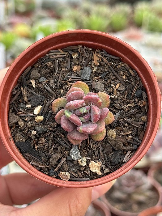 Echeveria dentra jam variegata (sem raiz)