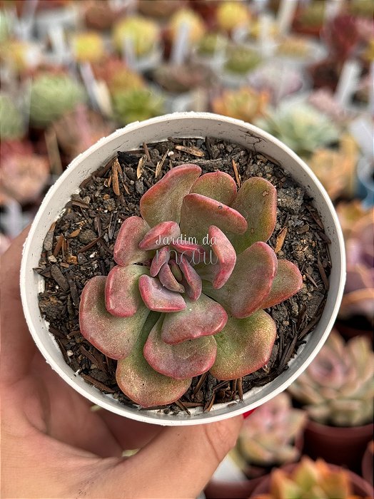 Echeveria dentra jam variegata (sem raiz)