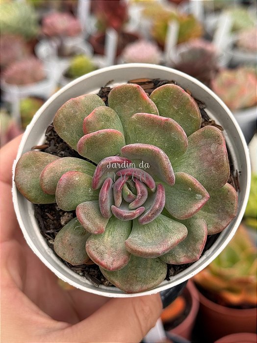 Echeveria dentra jam variegata