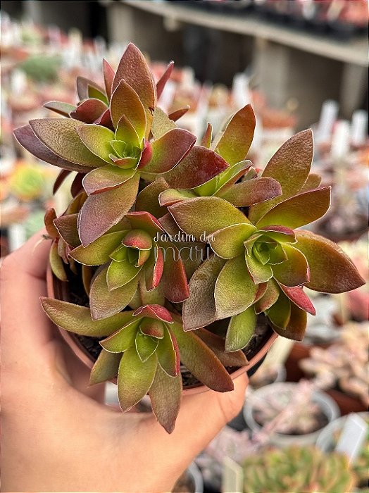 Crassula fusca