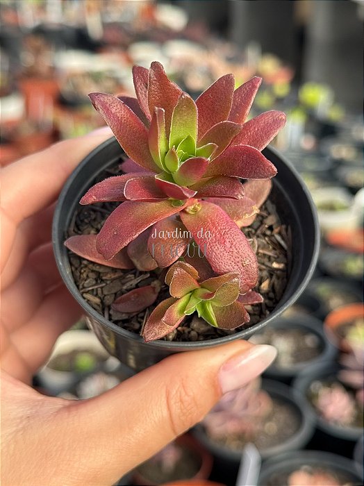 Crassula fusca