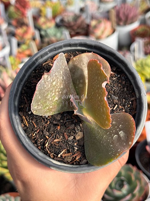 Echeveria gloaming (sem raiz)