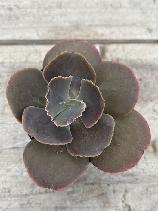Echeveria gloaming