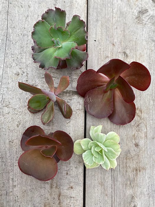 Echeveria combo gibiflora 3 ( sem raiz)
