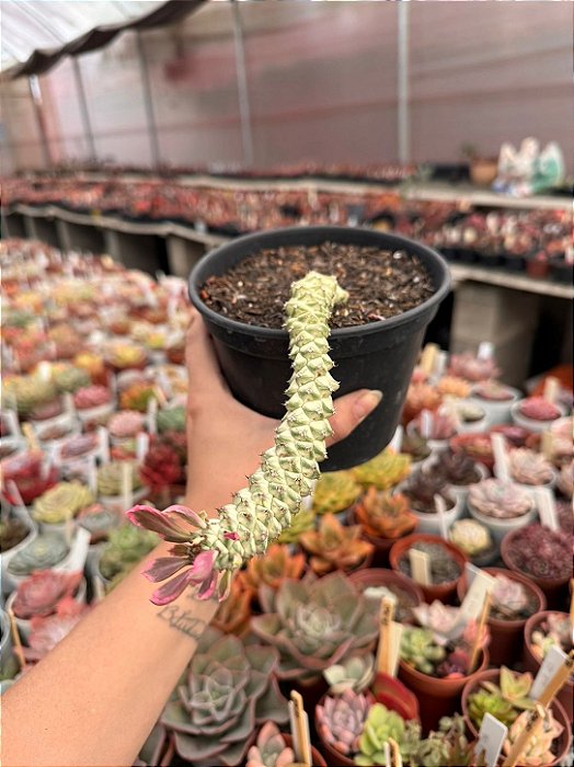 Euphorbia monadenium stapelioides variegata