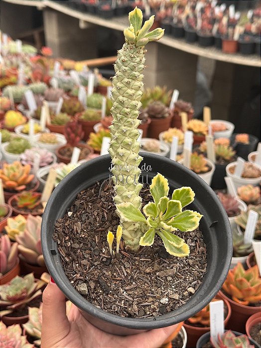 Euphorbia monadenium stapelioides variegata