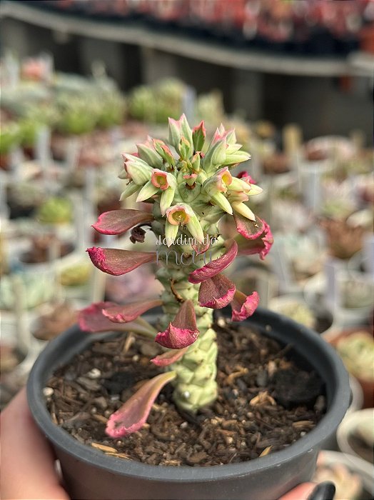 Euphorbia monadenium stapelioides variegata  raízes)