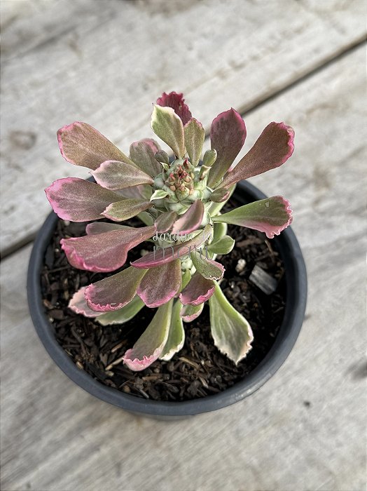 Euphorbia monadenium stapelioides variegata (poucas raízes)