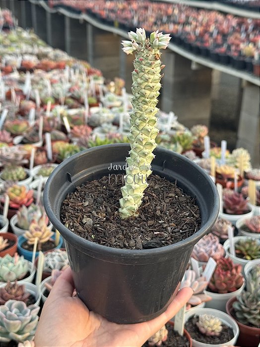Euphorbia monadenium stapelioides variegata