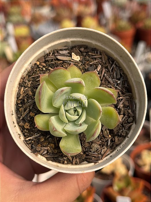 Echeveria labios rosados