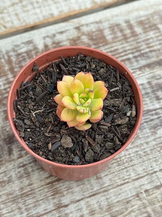 Echeveria mini belle áurea