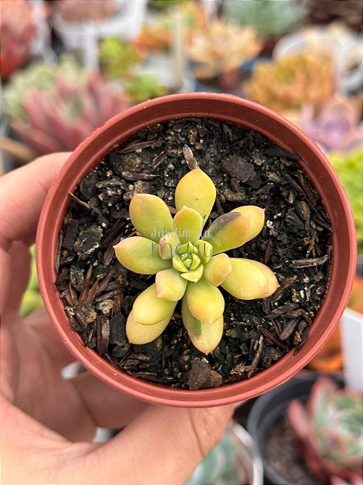 Echeveria mini belle áurea