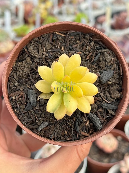 Echeveria mini belle áurea (sem raiz)