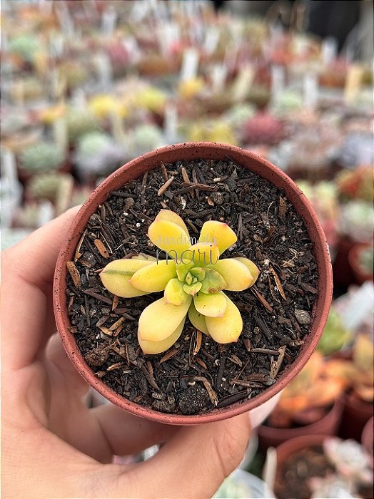 Echeveria mini belle áurea (sem raiz)