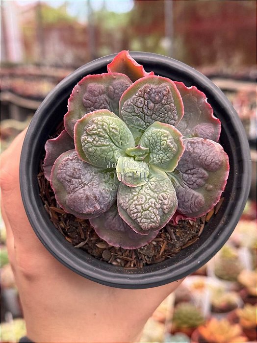 Echeveria linguas