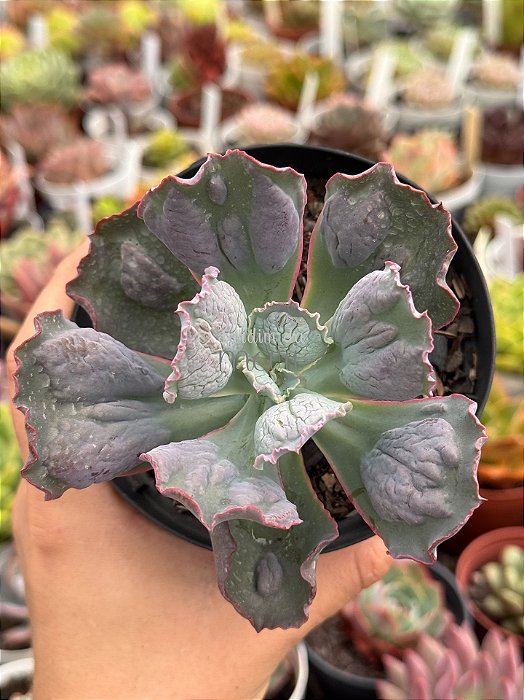 Echeveria linguas