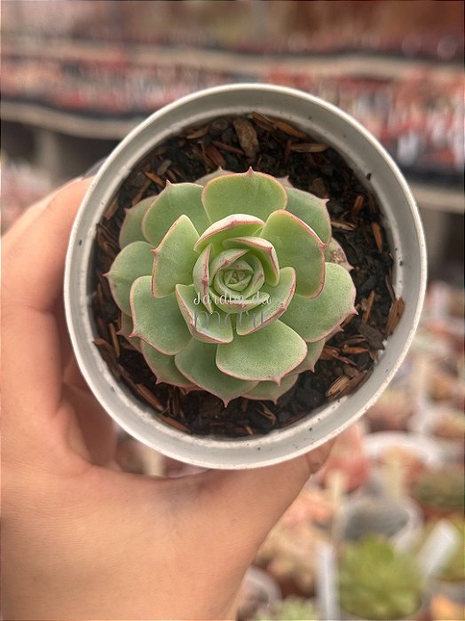 Echeveria gloria