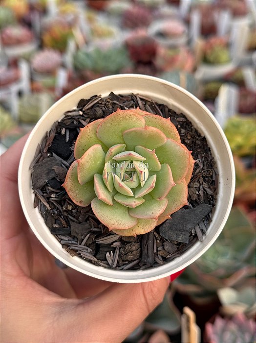 Echeveria gloria