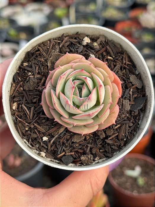 Echeveria gloria