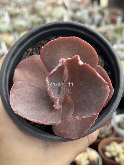 Echeveria red planet