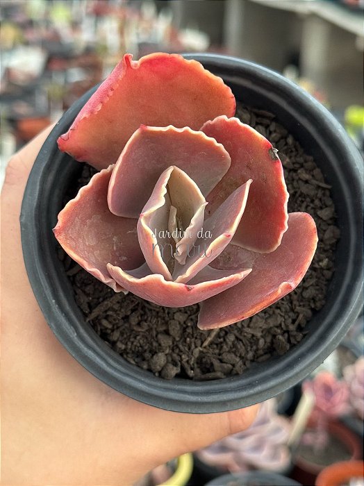 Echeveria red planet