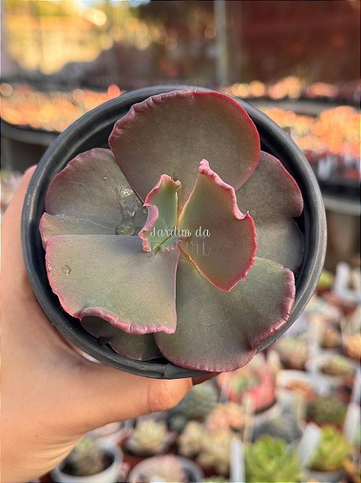 Echeveria capricorn