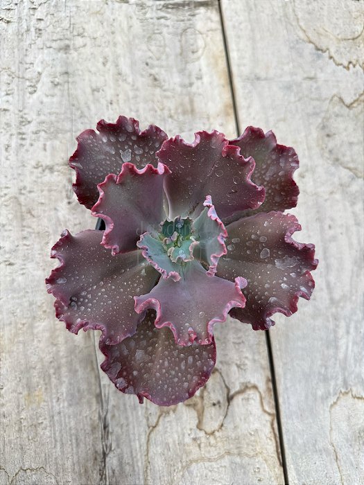 Echeveria capricorn M