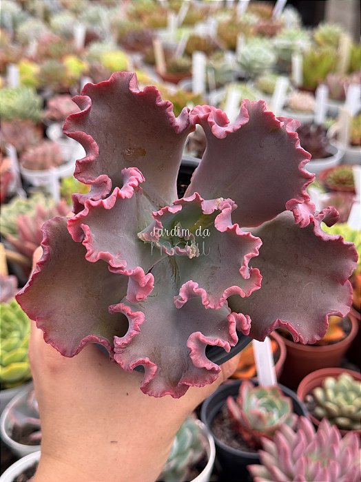 Echeveria capricorn M SEM RAIZ