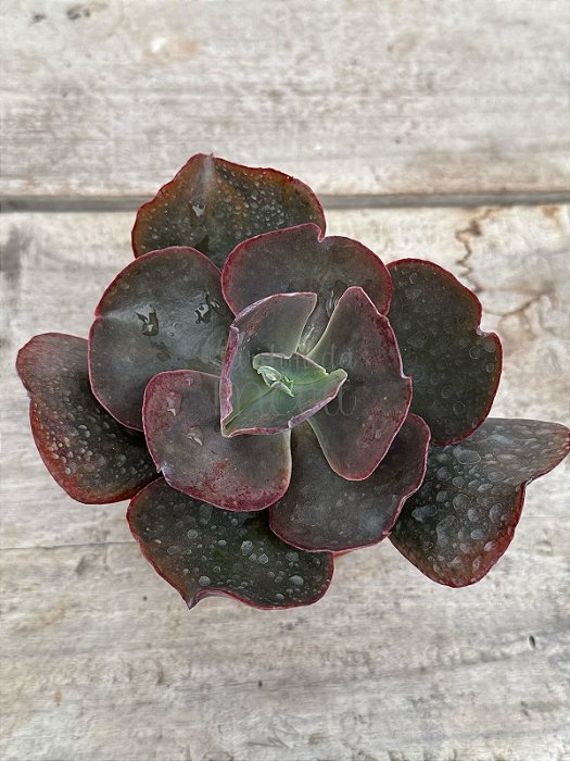 Echeveria cairo G (sem raiz)