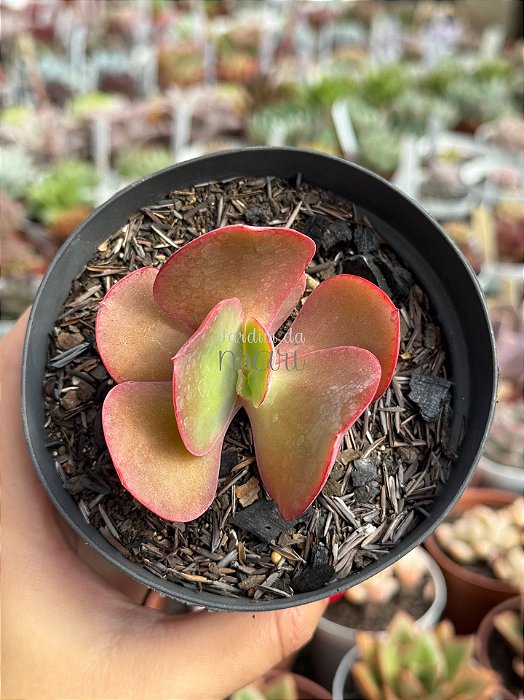 Echeveria timajon
