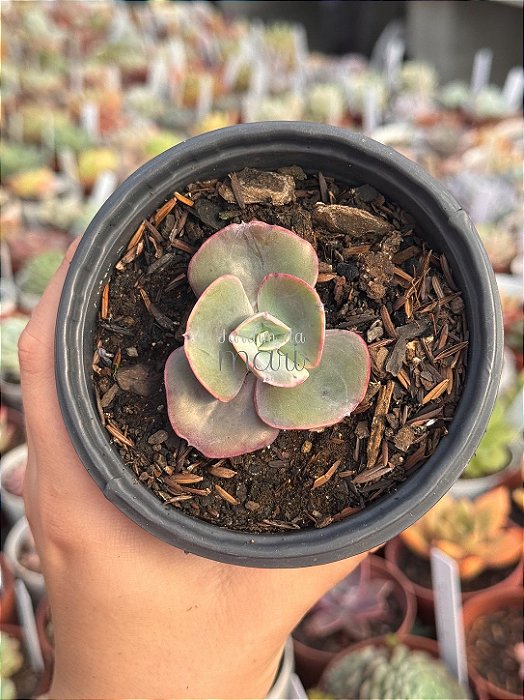 Echeveria híbrida Da Vinci code (sem raiz)