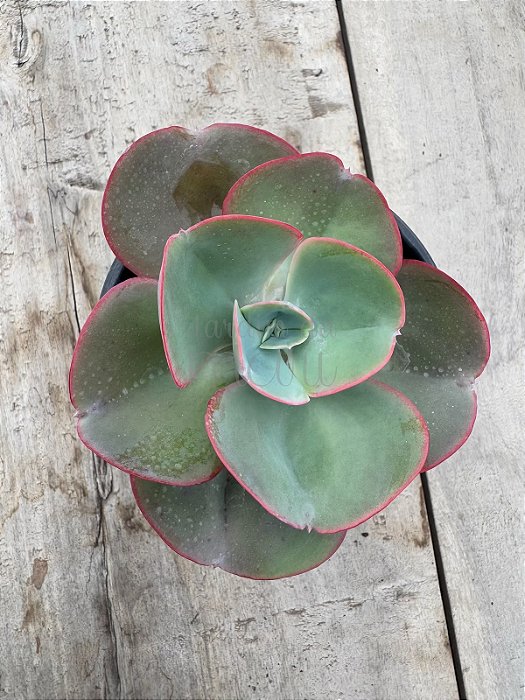 Echeveria hb davinci code (sem raiz)