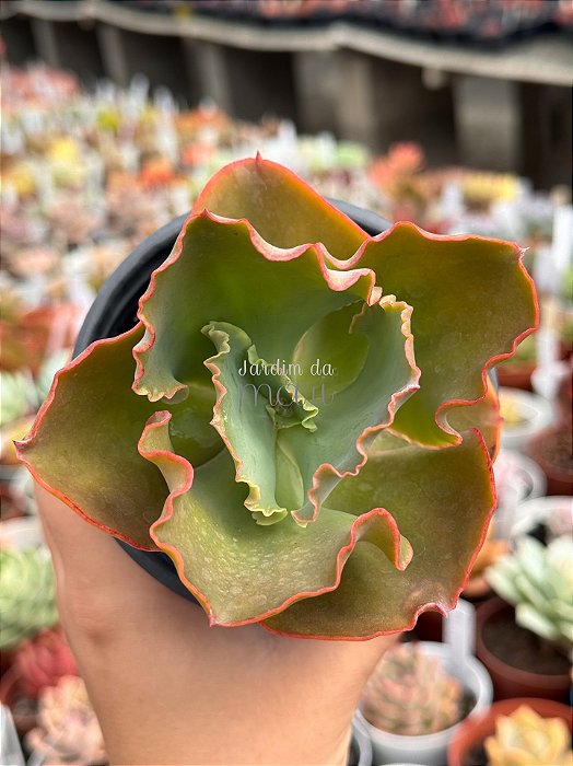 Echeveria war dancer