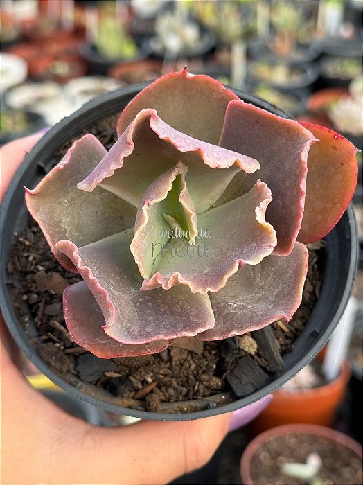 Echeveria UK