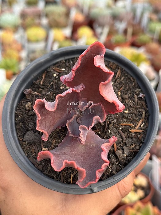 Echeveria lavender frills