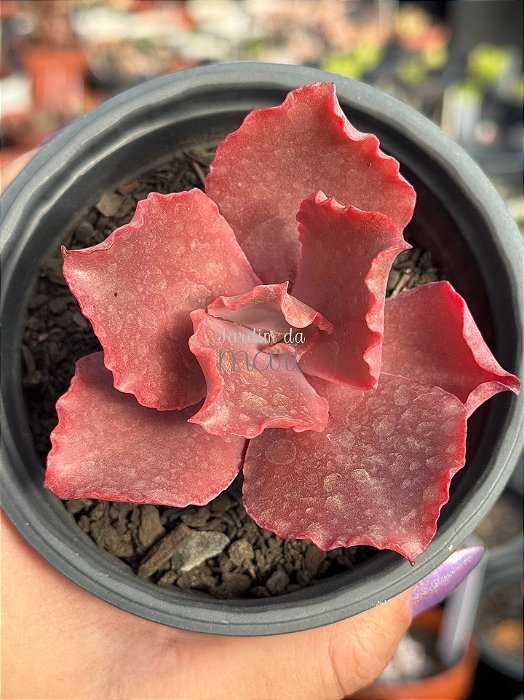 Echeveria lavender frills