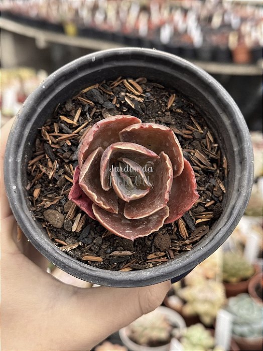 Echeveria red olong