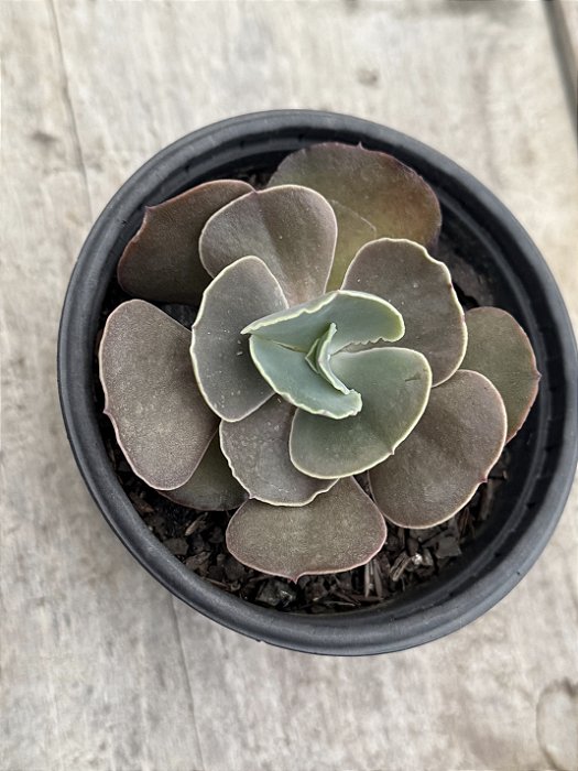Echeveria Red olong