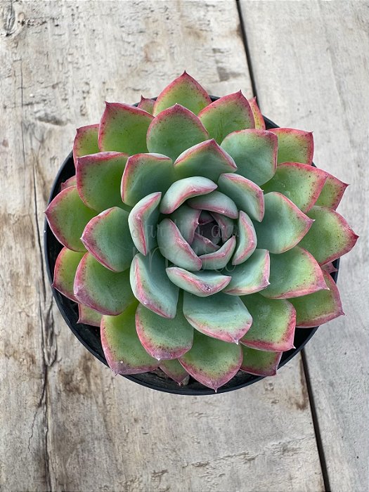 Echeveria apus